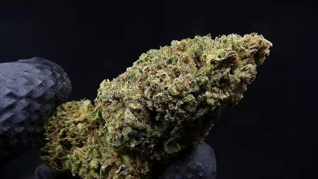 Zombie-Maw fleur CBD française – serre du Sud de la France | Minoumaw’s CBD