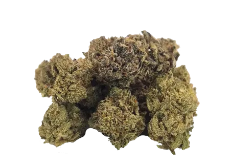 fleur CBD Durban Poison greenhouse