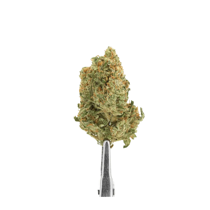 La Girl Scout Cookie une fleur CBD goûtue et puissante