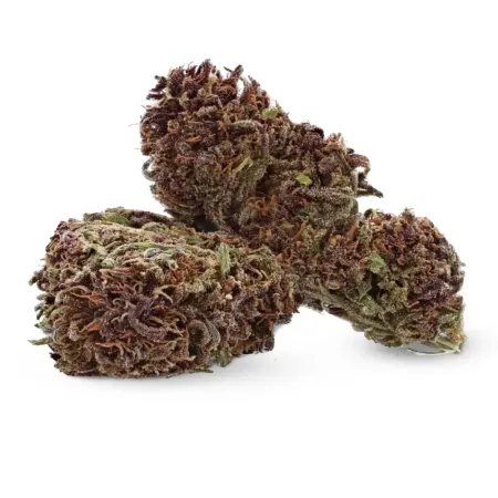 Purple Kush CBD française – Fleur greenhouse de Béziers
